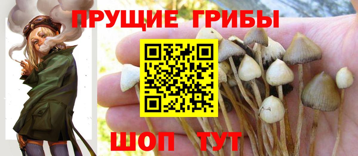 Псилоцибиновые грибы ЛСД  Вход с VPN  Псилоцибиновые грибы мицелий  Новосибирск 